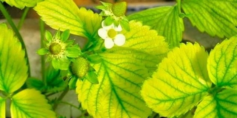 Kako liječiti hlorozu listova jagode